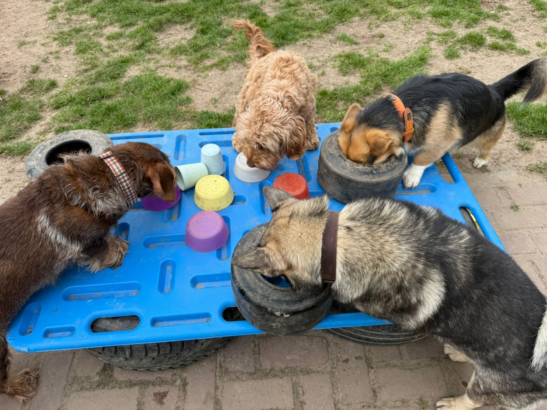 Vier honden van verschillende rassen die samen puzzelen aan een blauw snuffelbord voor mentale uitdaging bij Hondbalans.