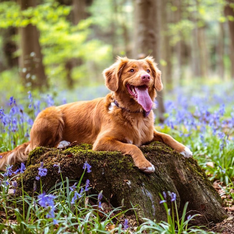 A dog is laying on a tree stump in the woods surrounded by bluebells.