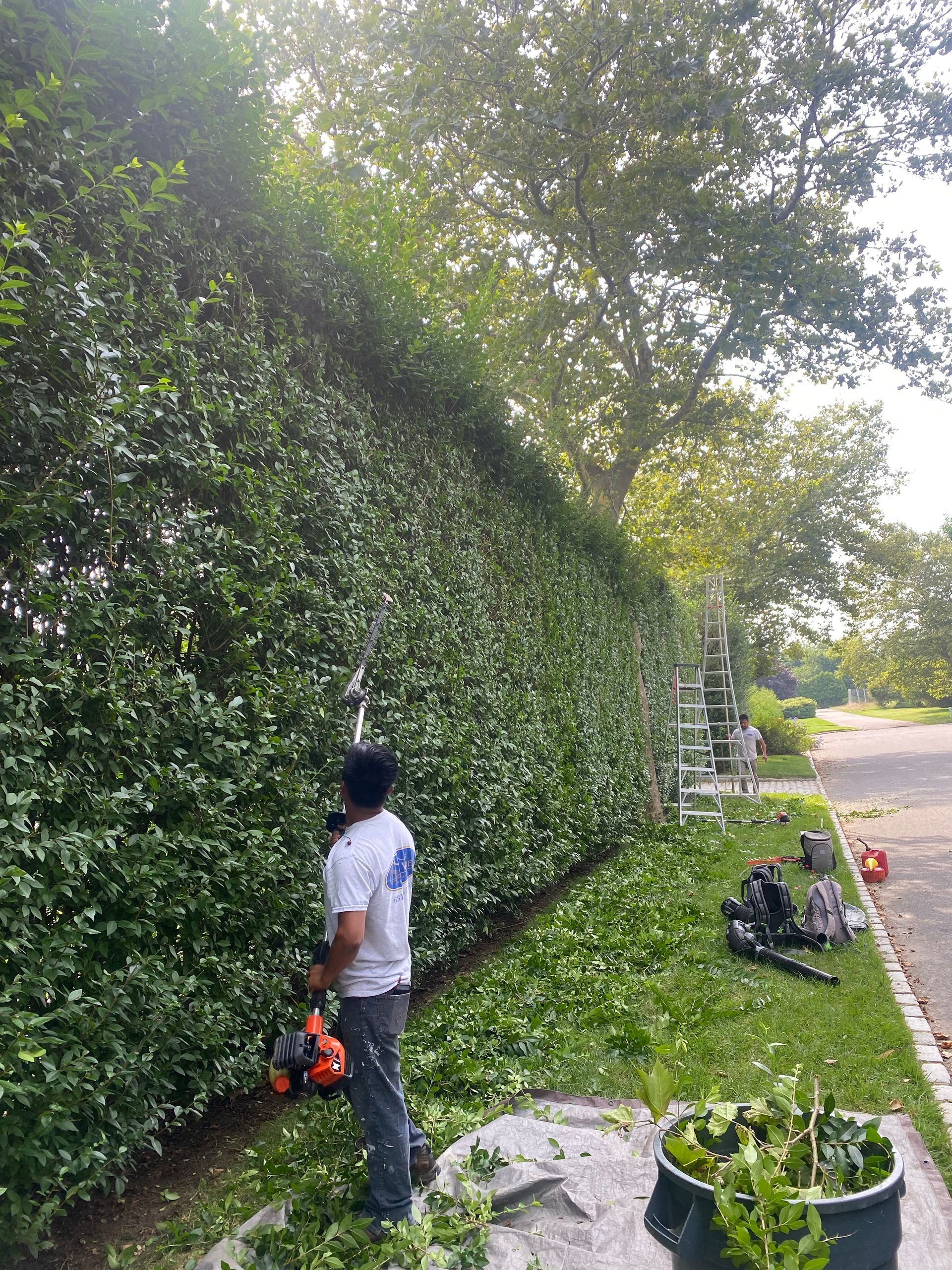 A man is cutting a hedge with a chainsaw.