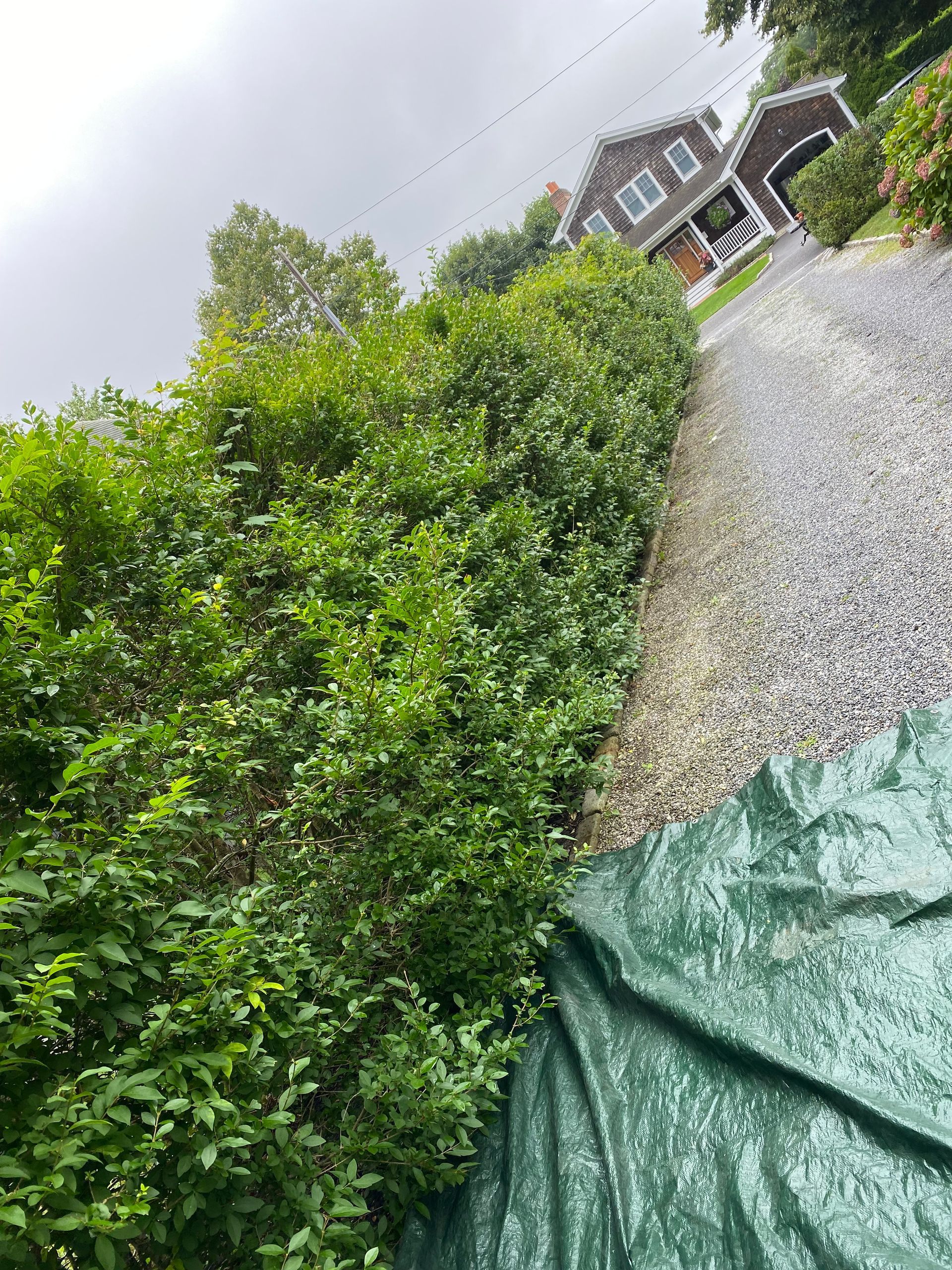 A green tarp is covering a bush in front of a house.