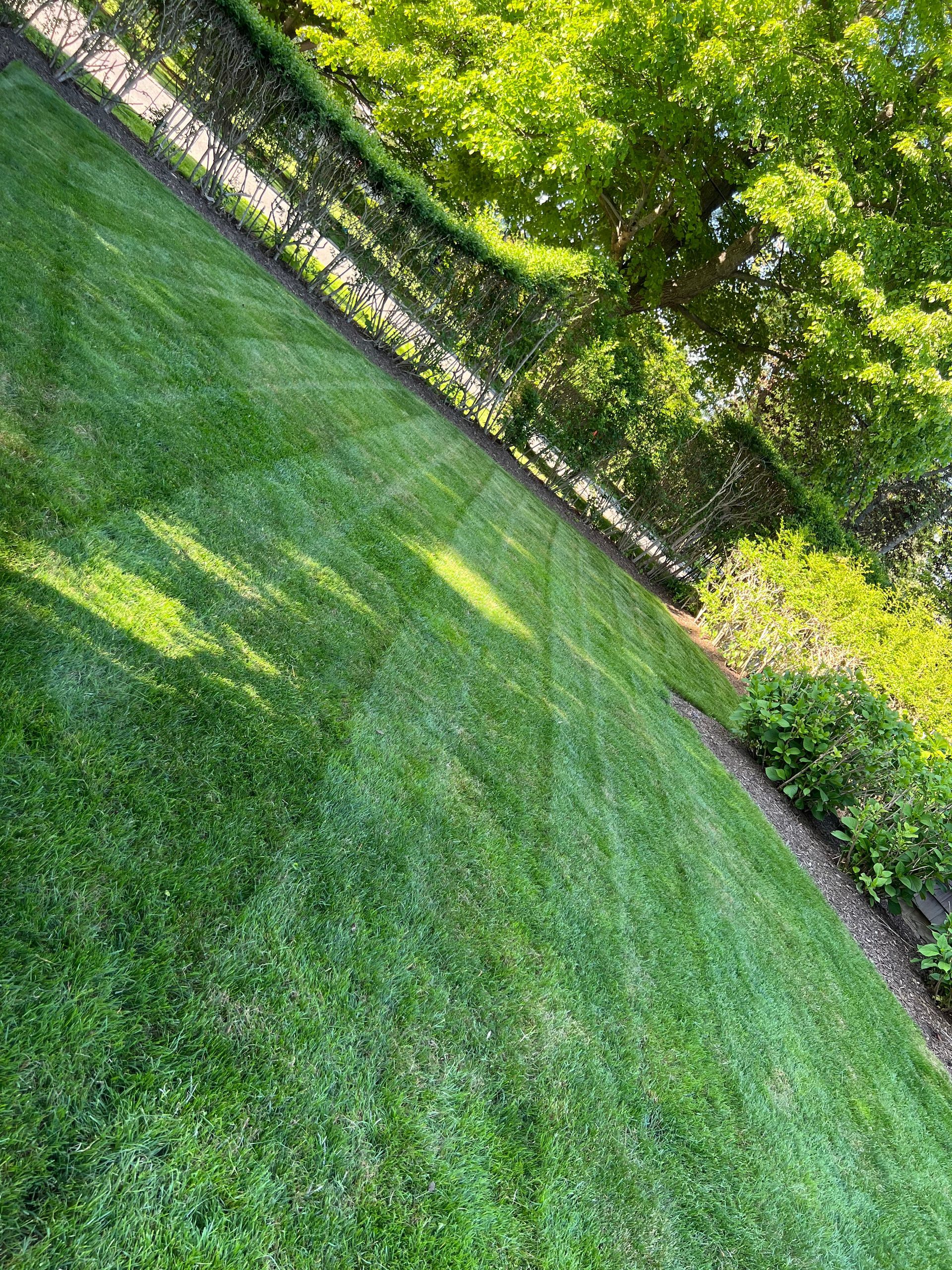 A lush green lawn with a fence and trees in the background.