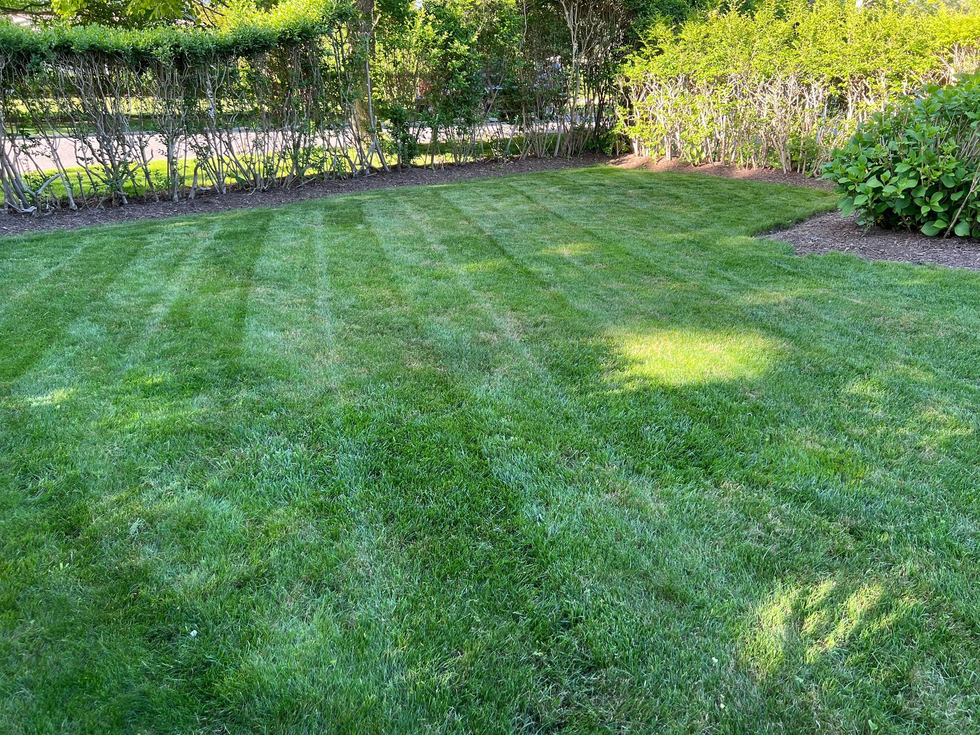 A lush green lawn with a fence in the background.