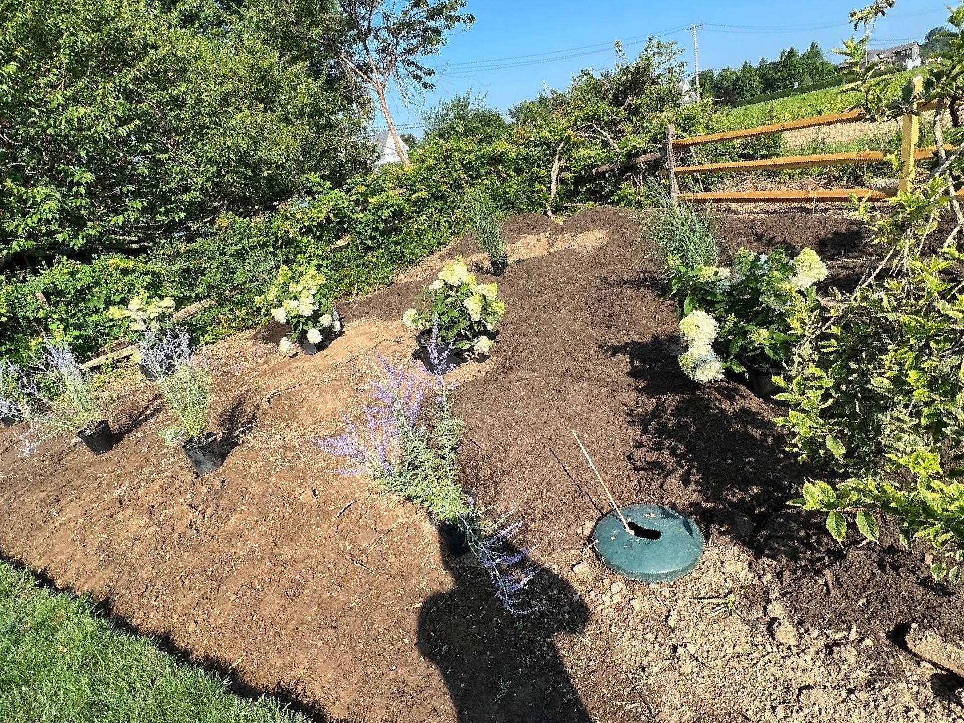 A garden with lots of plants and a fence in the background.