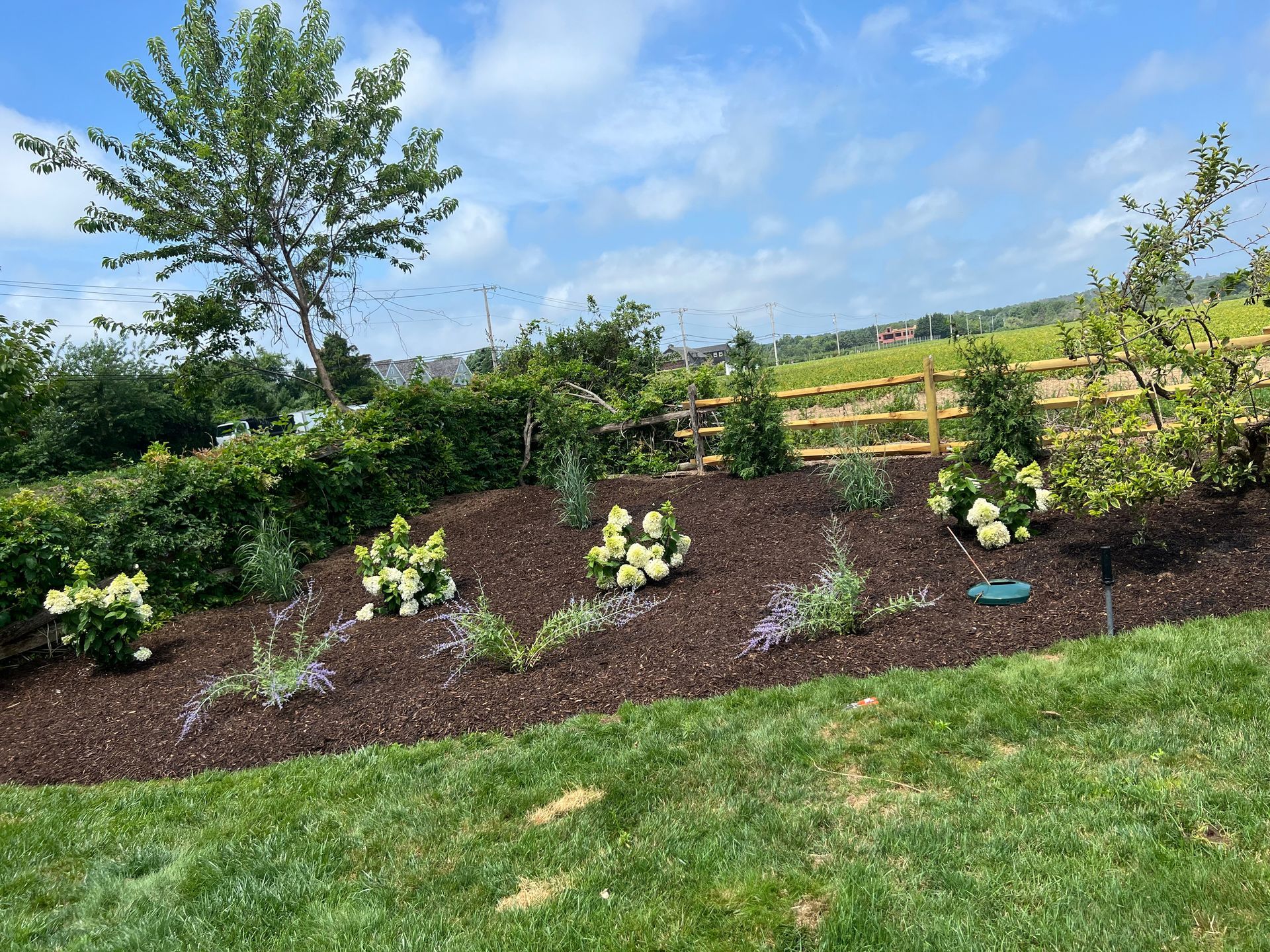 A lush green lawn with flowers and a wooden fence in the background.