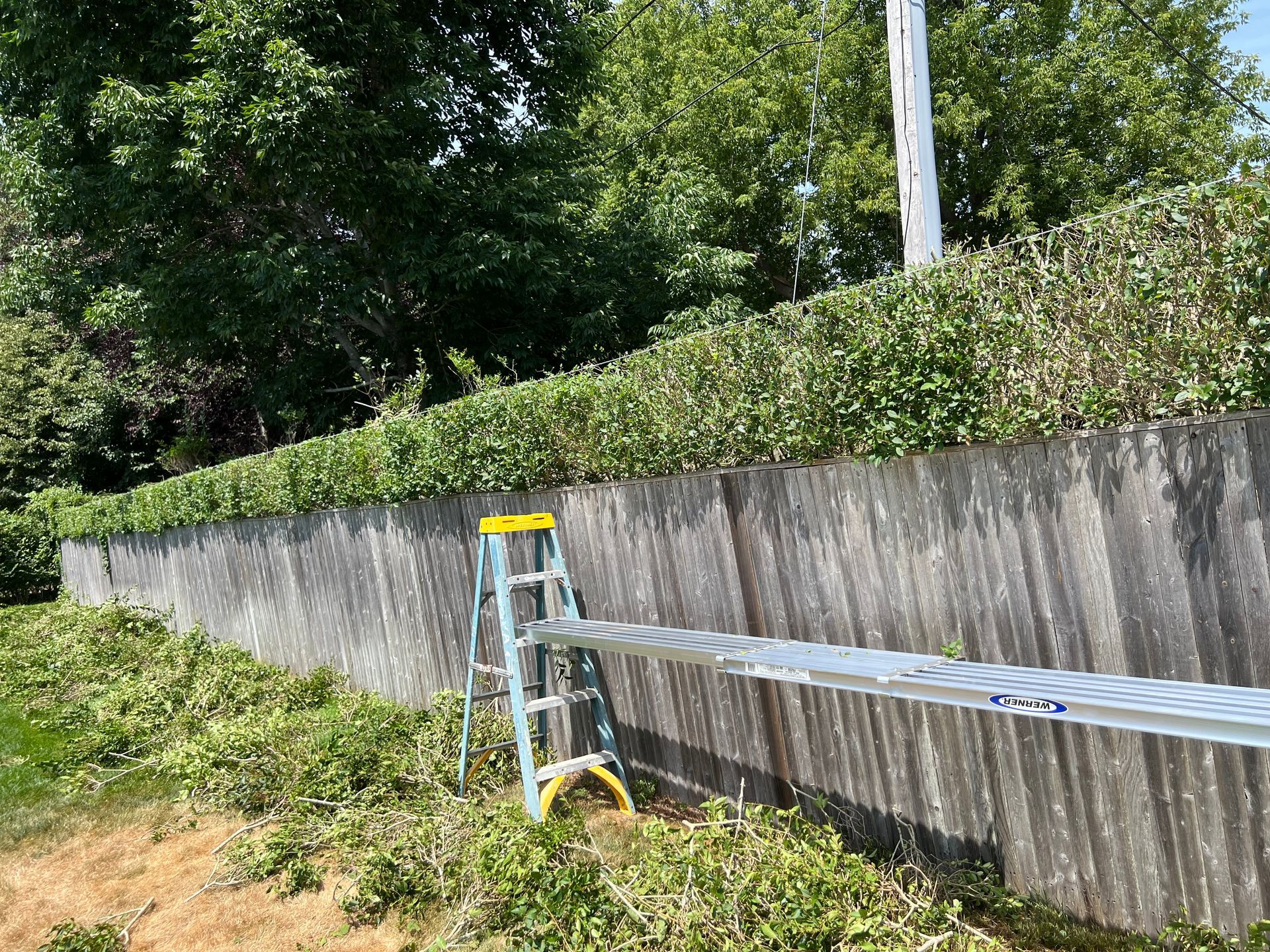 A ladder is leaning against a wall next to a hedge.