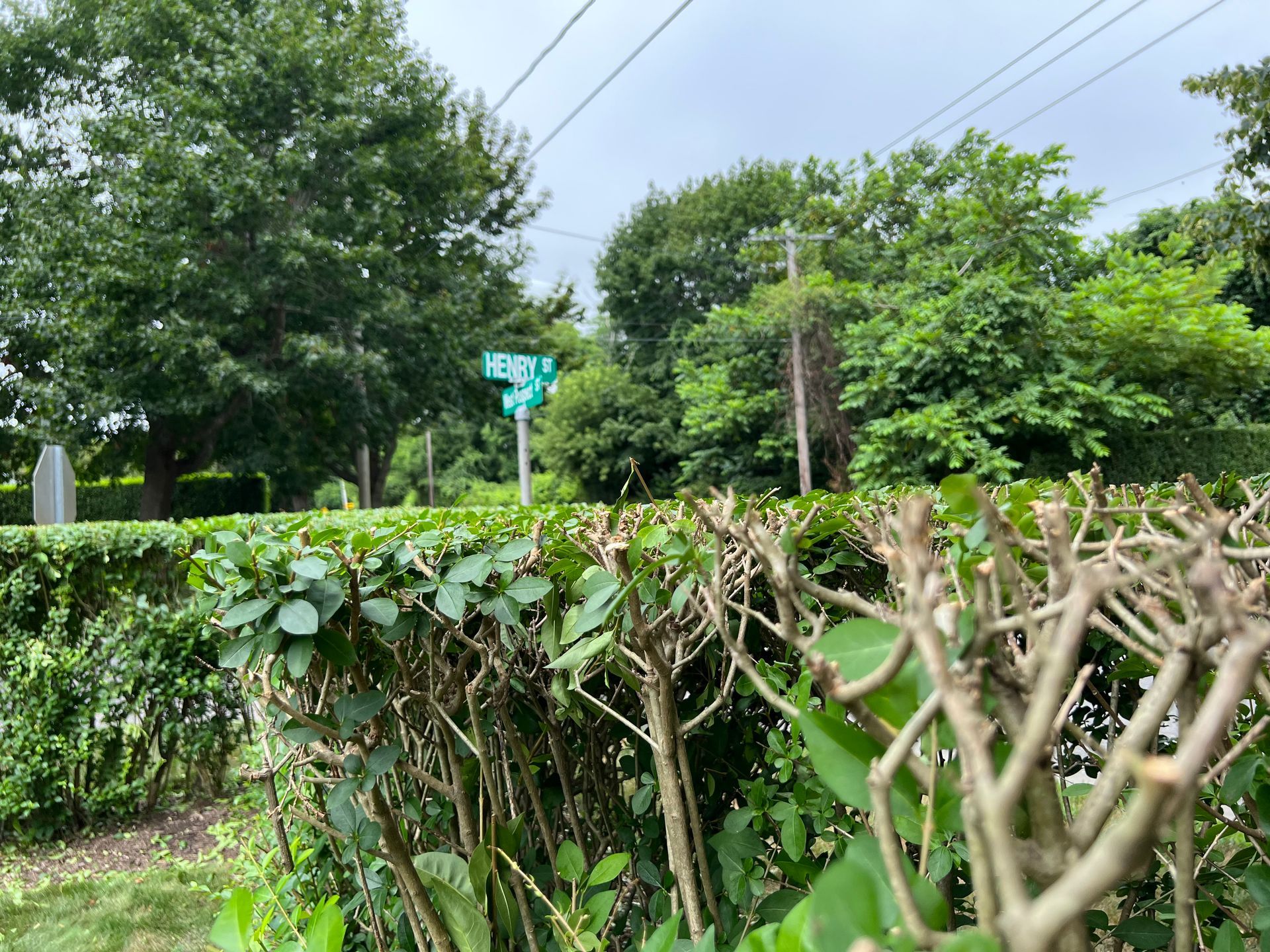 A hedge is surrounded by trees and a street sign.