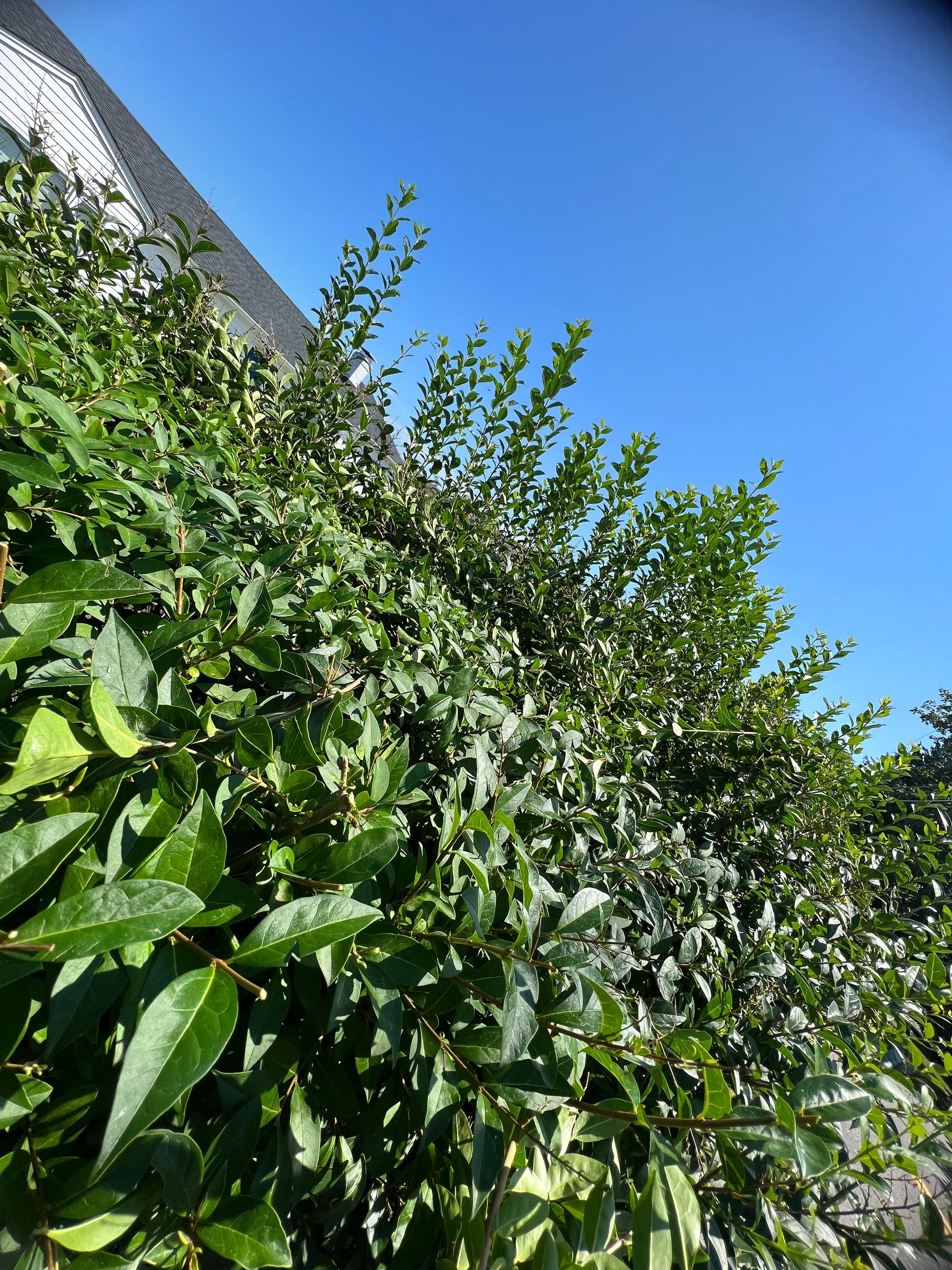 A bush with lots of green leaves against a blue sky