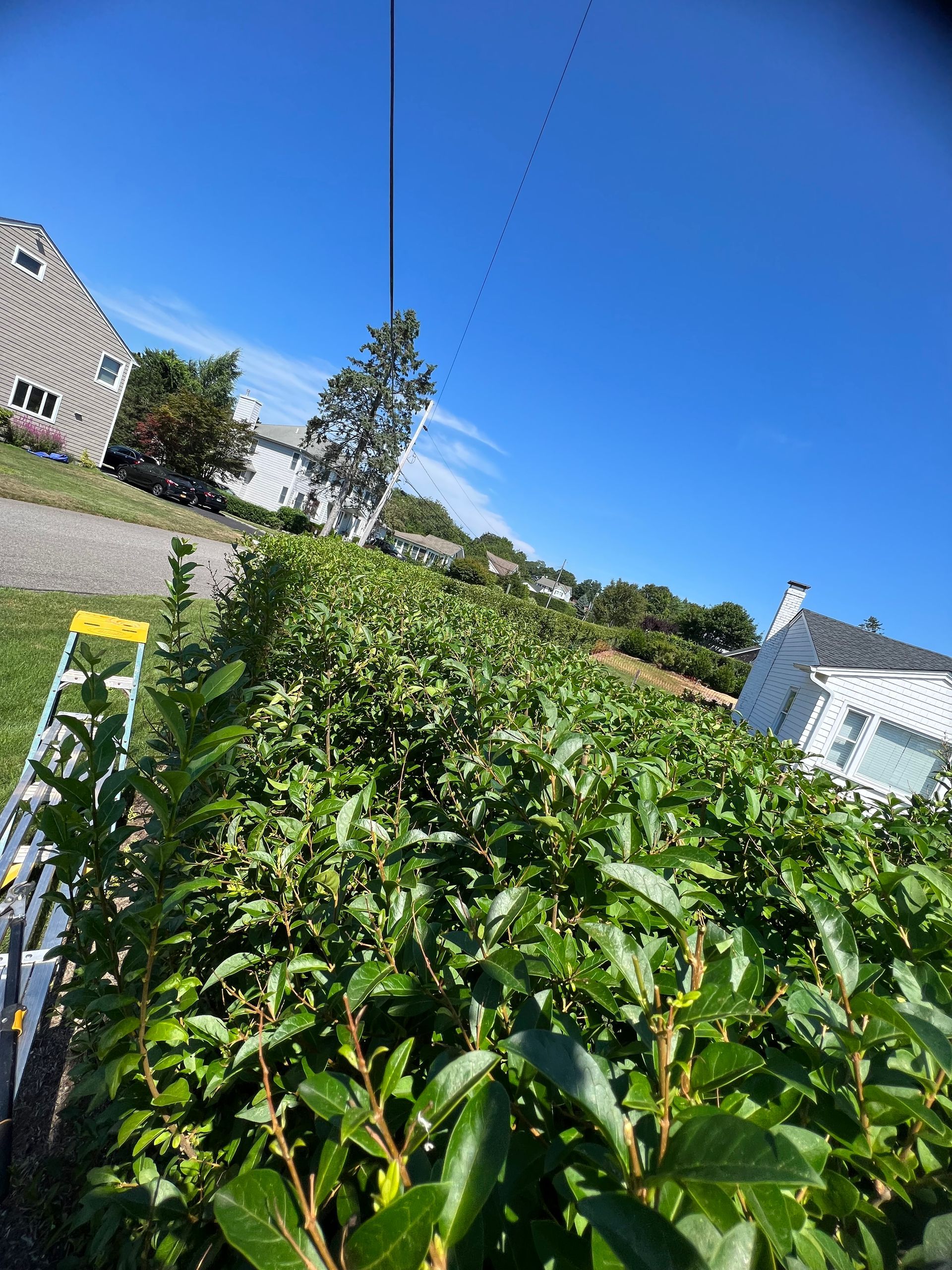 A ladder is sitting in the middle of a hedge next to a house.