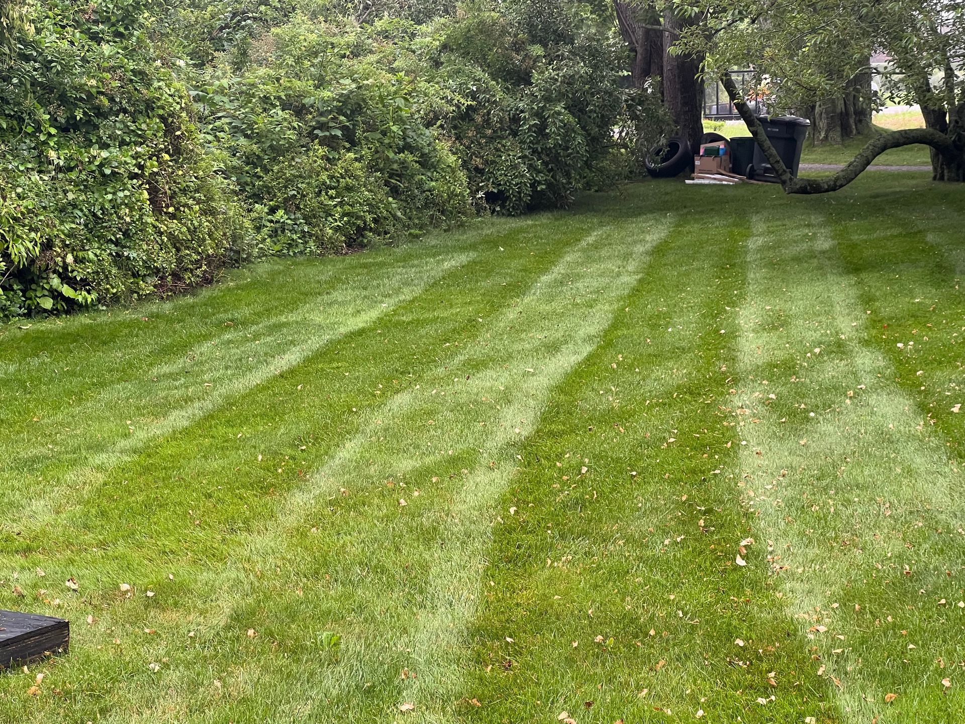 A lush green lawn with a few trees in the background.