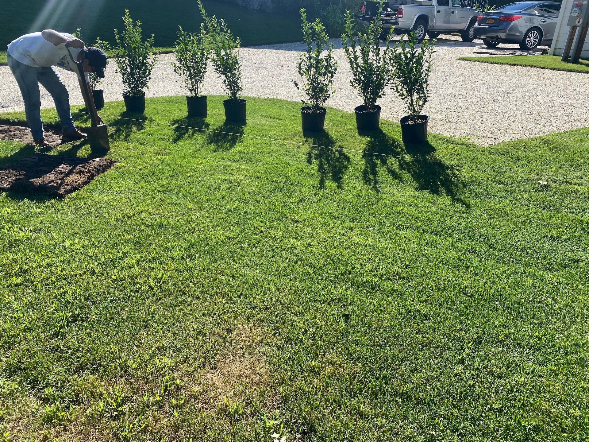 A man is planting trees in a yard with a shovel.