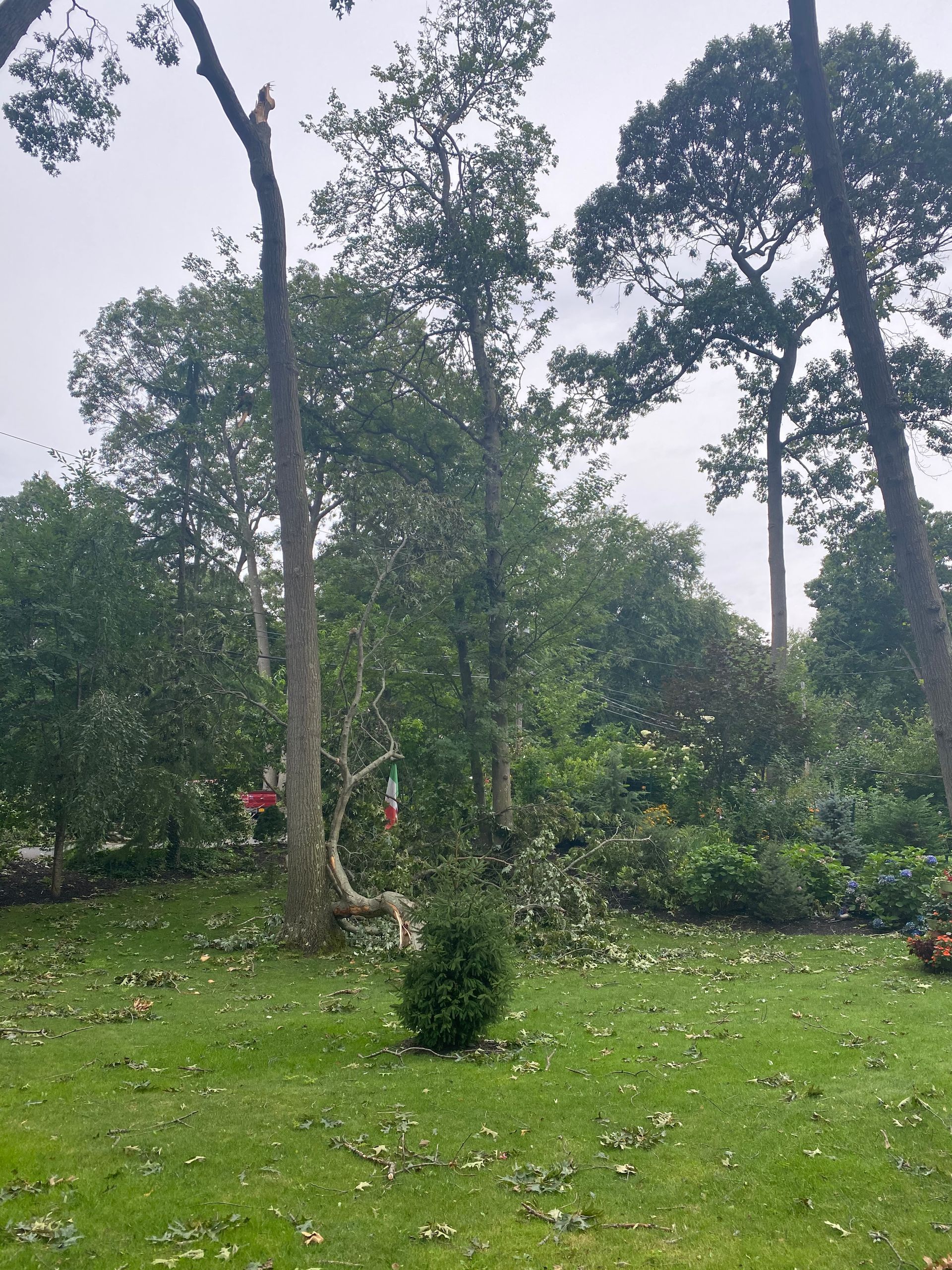 A lawn with a lot of trees in the background
