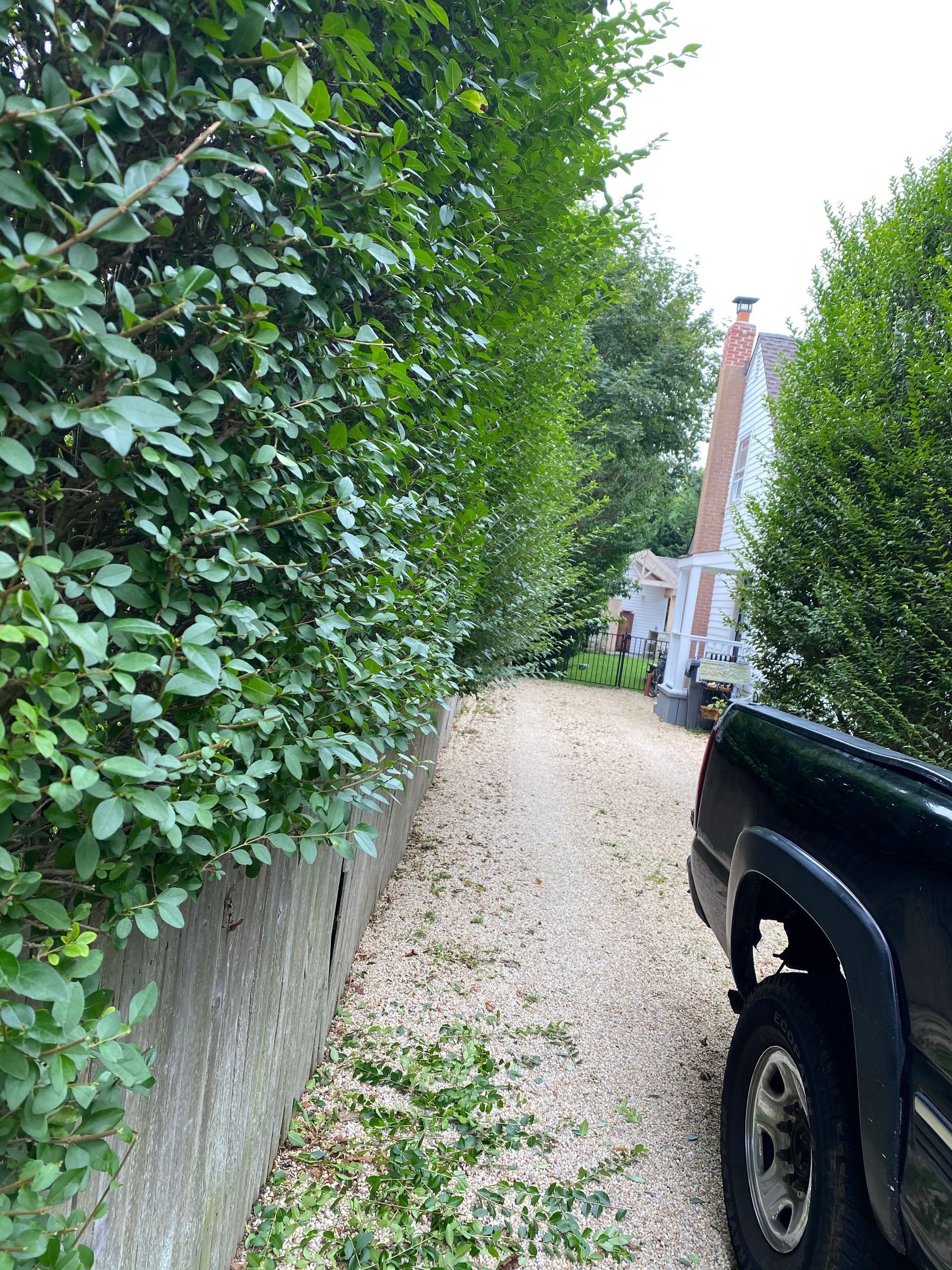 A black truck is parked on a gravel driveway next to a hedge.
