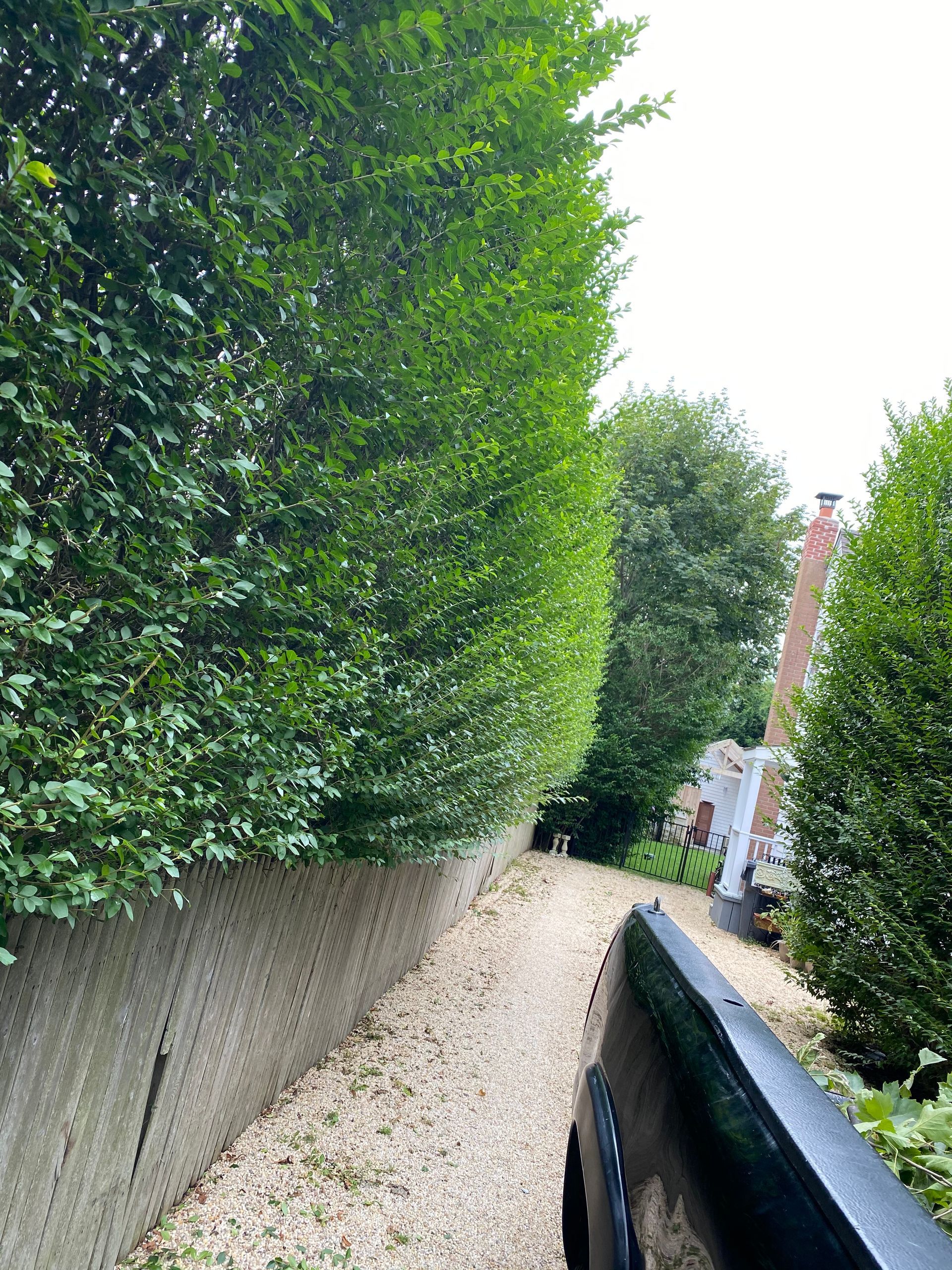 A truck is parked on the side of a gravel road next to a hedge.