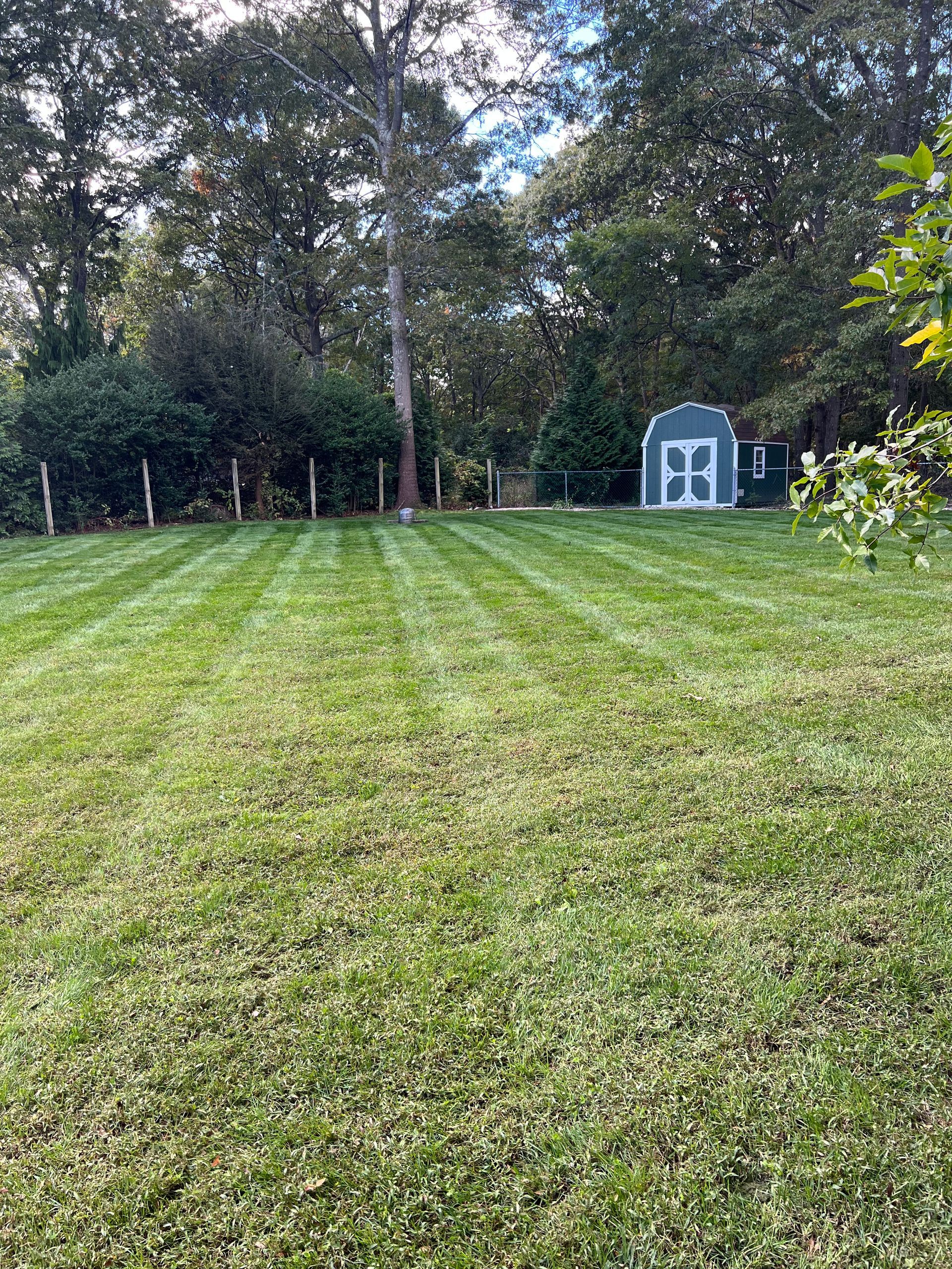 A lush green lawn with a shed in the background.