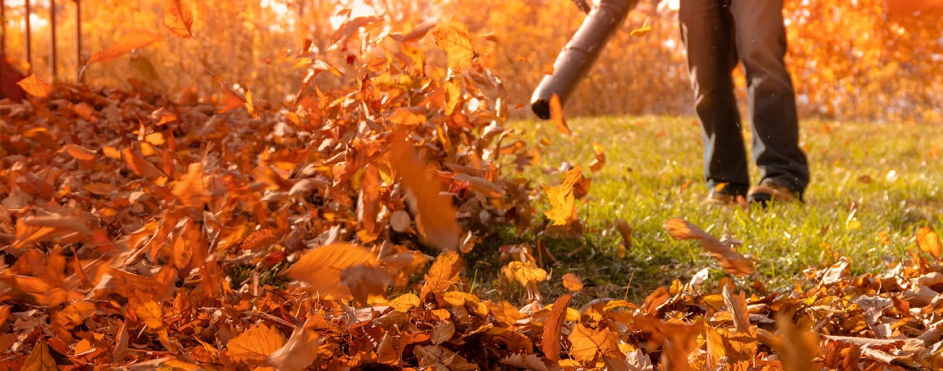 A person is blowing leaves in a field