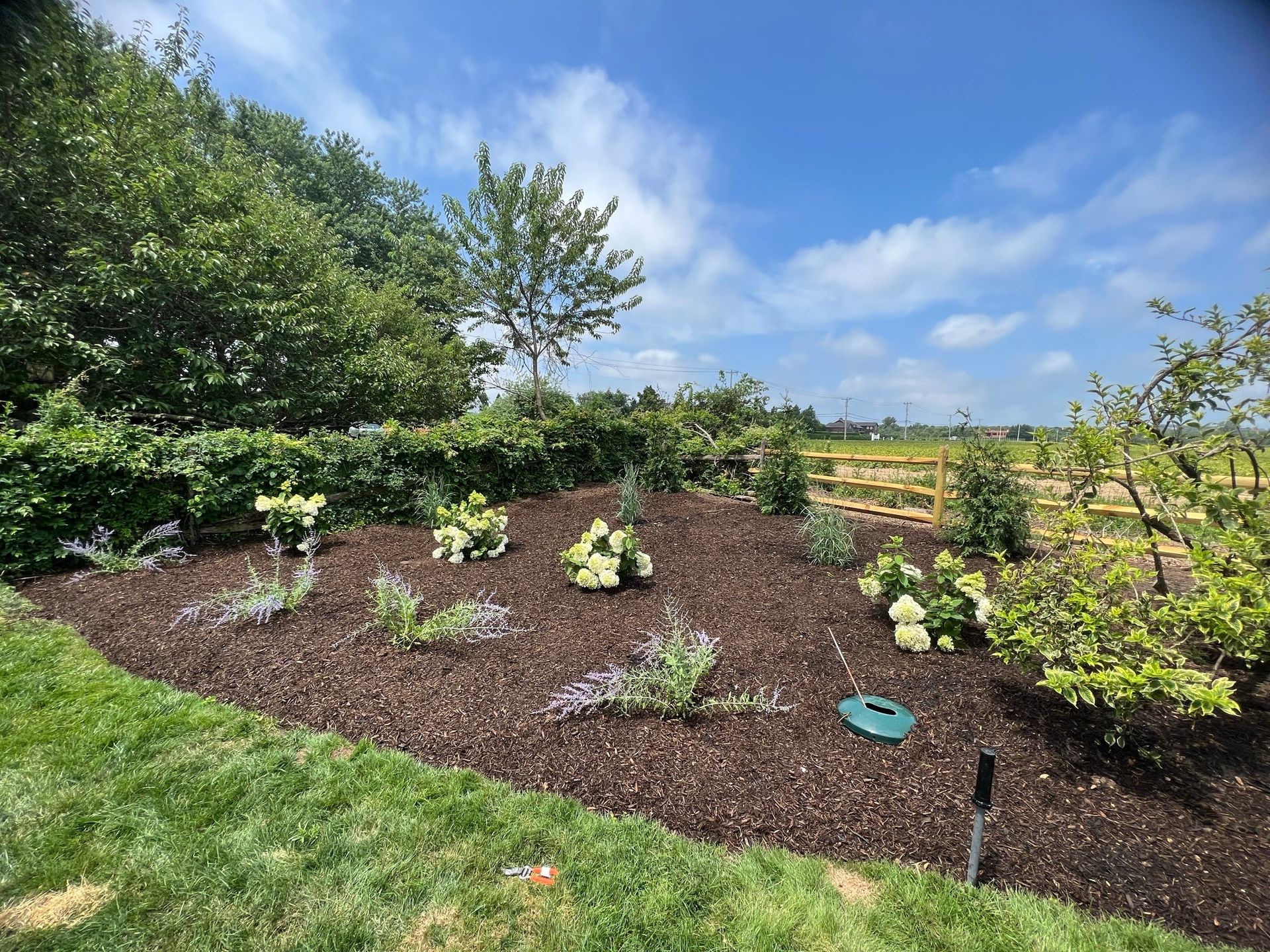 A lush green garden with a fence in the background.
