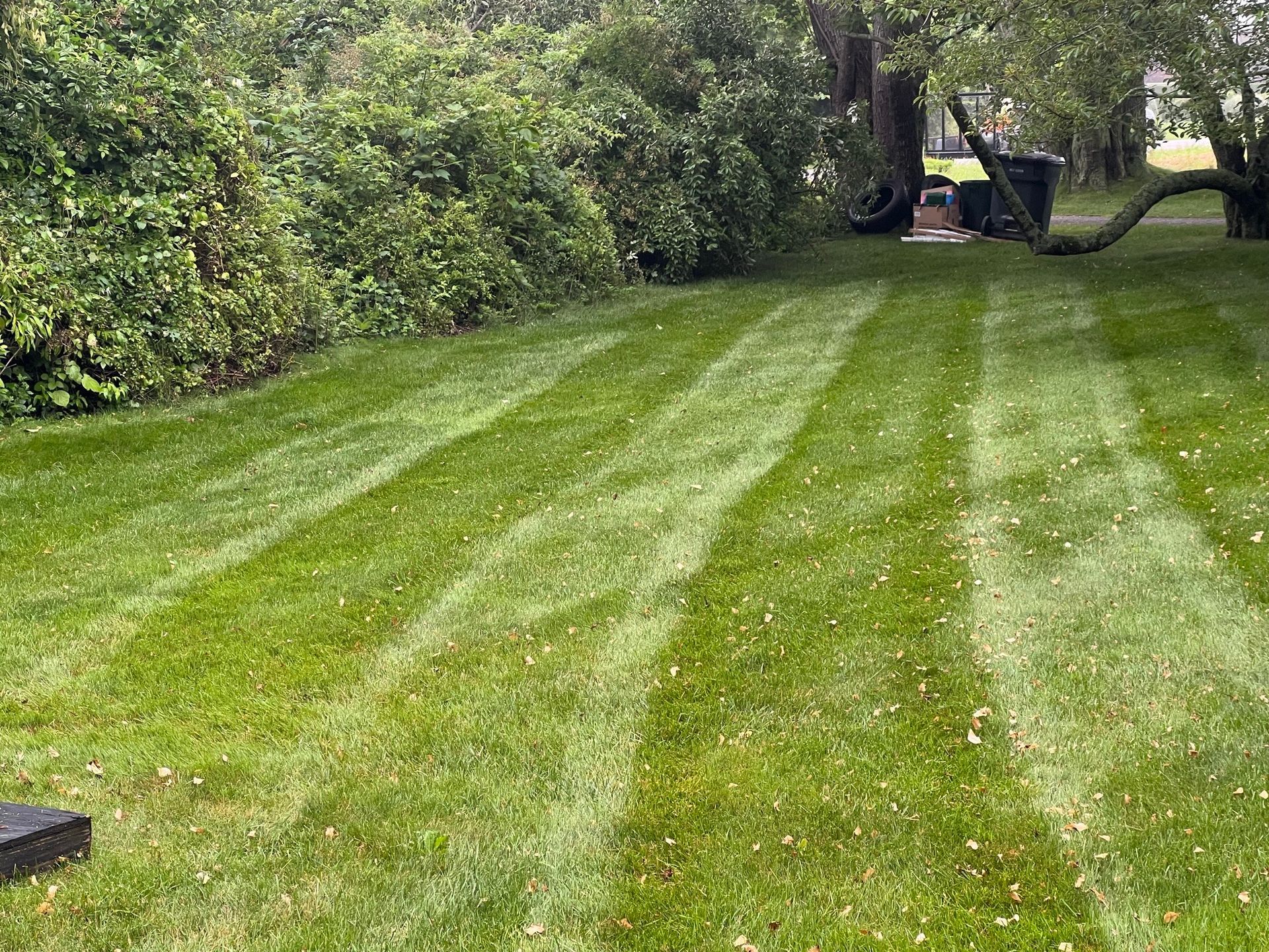 A lush green lawn with a few trees in the background.