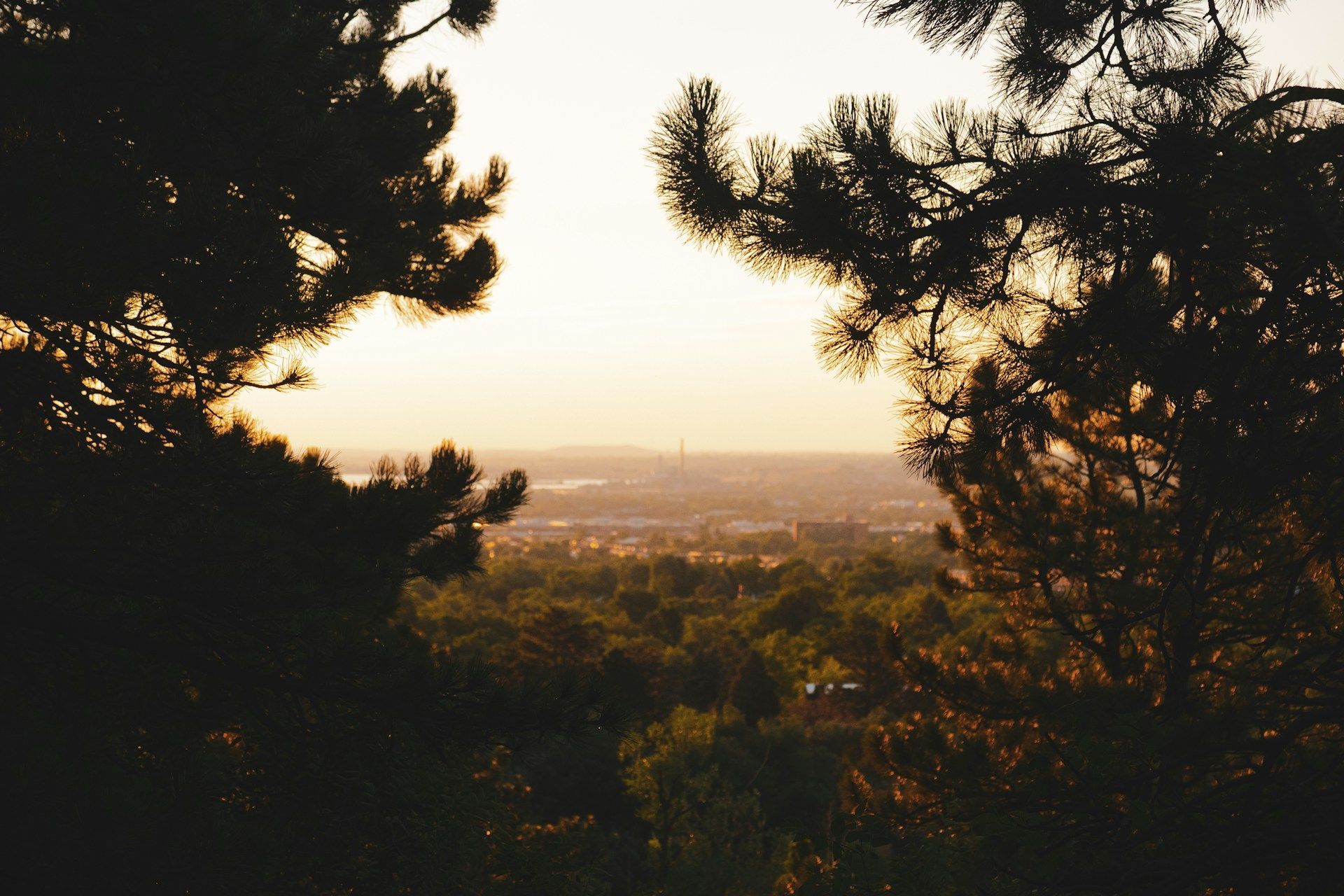A view of a city through the trees at sunset