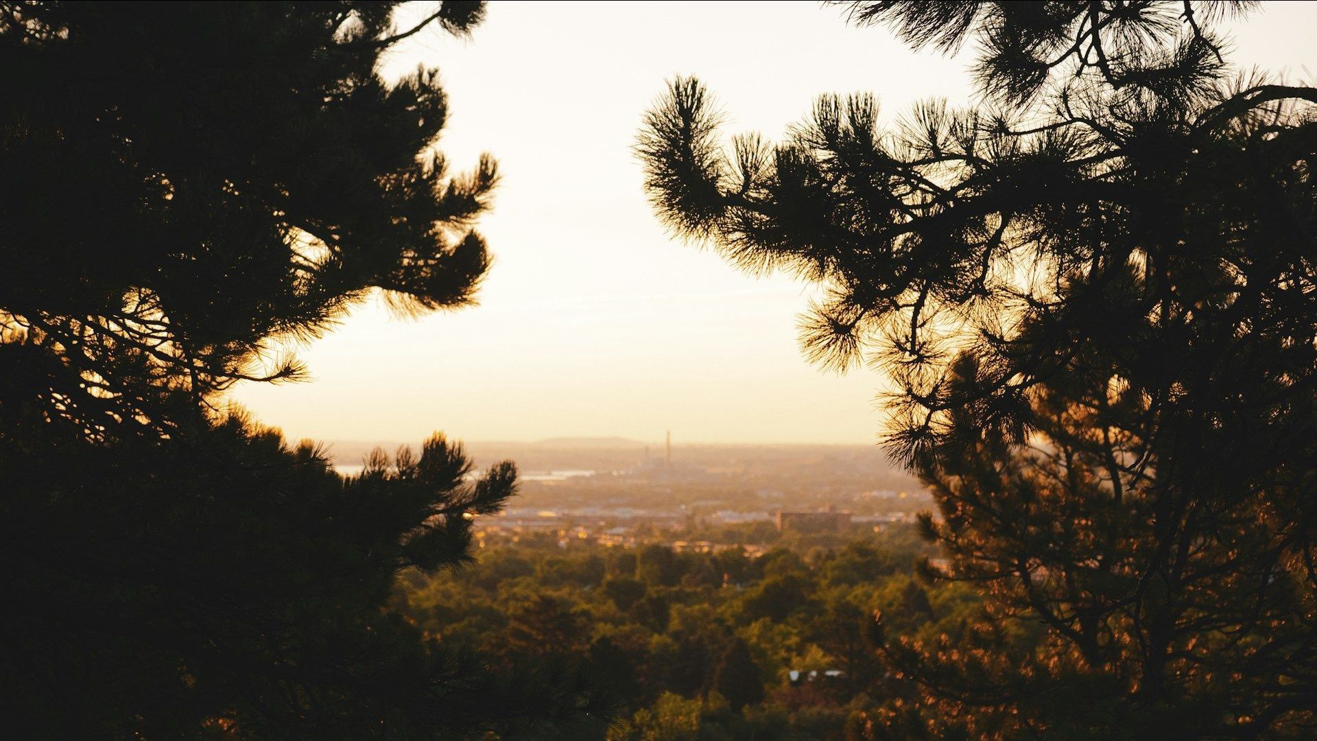 A view of a city through the trees at sunset.