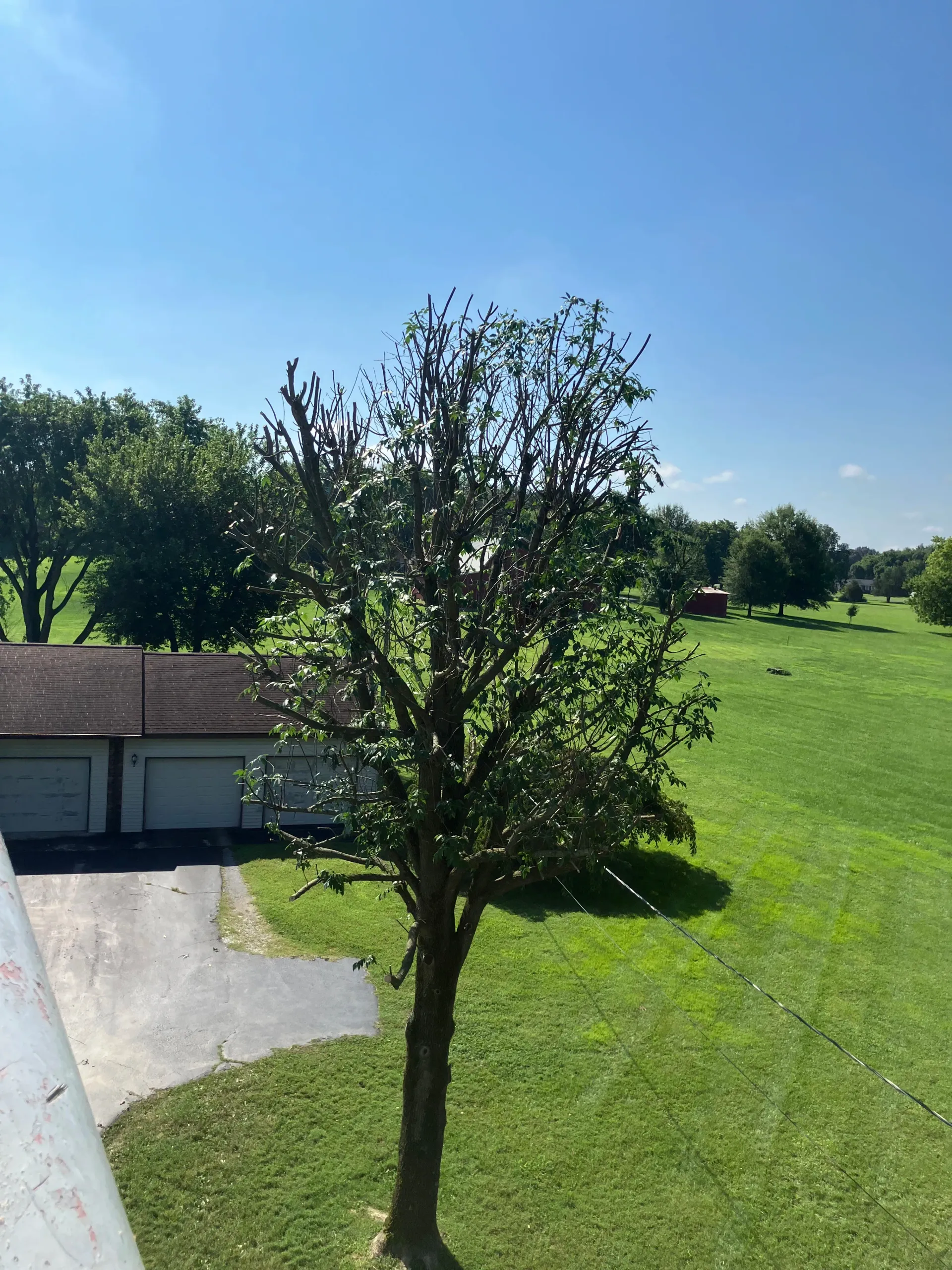 tree trimming and prunning