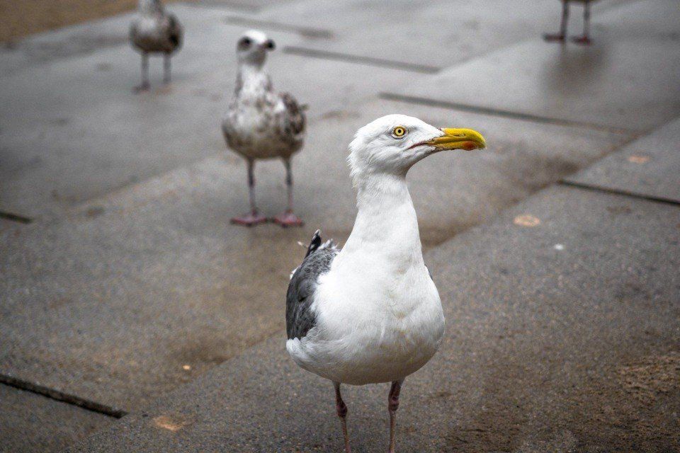 Allontanamento dei volatili