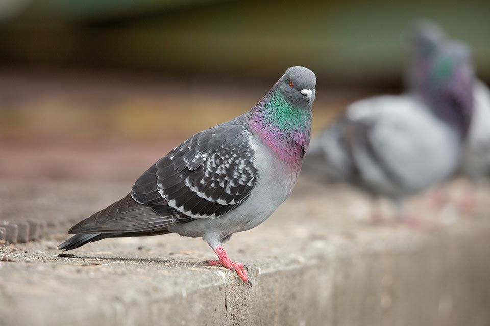 allontanamento piccioni a Bari