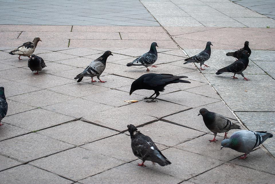 allontanamento dei piccioni a Bari