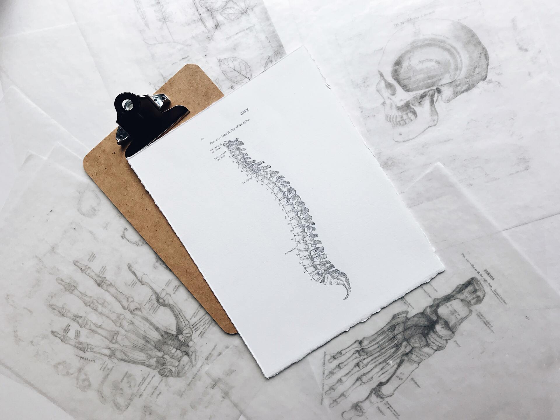 Chiropractic drawing of spine