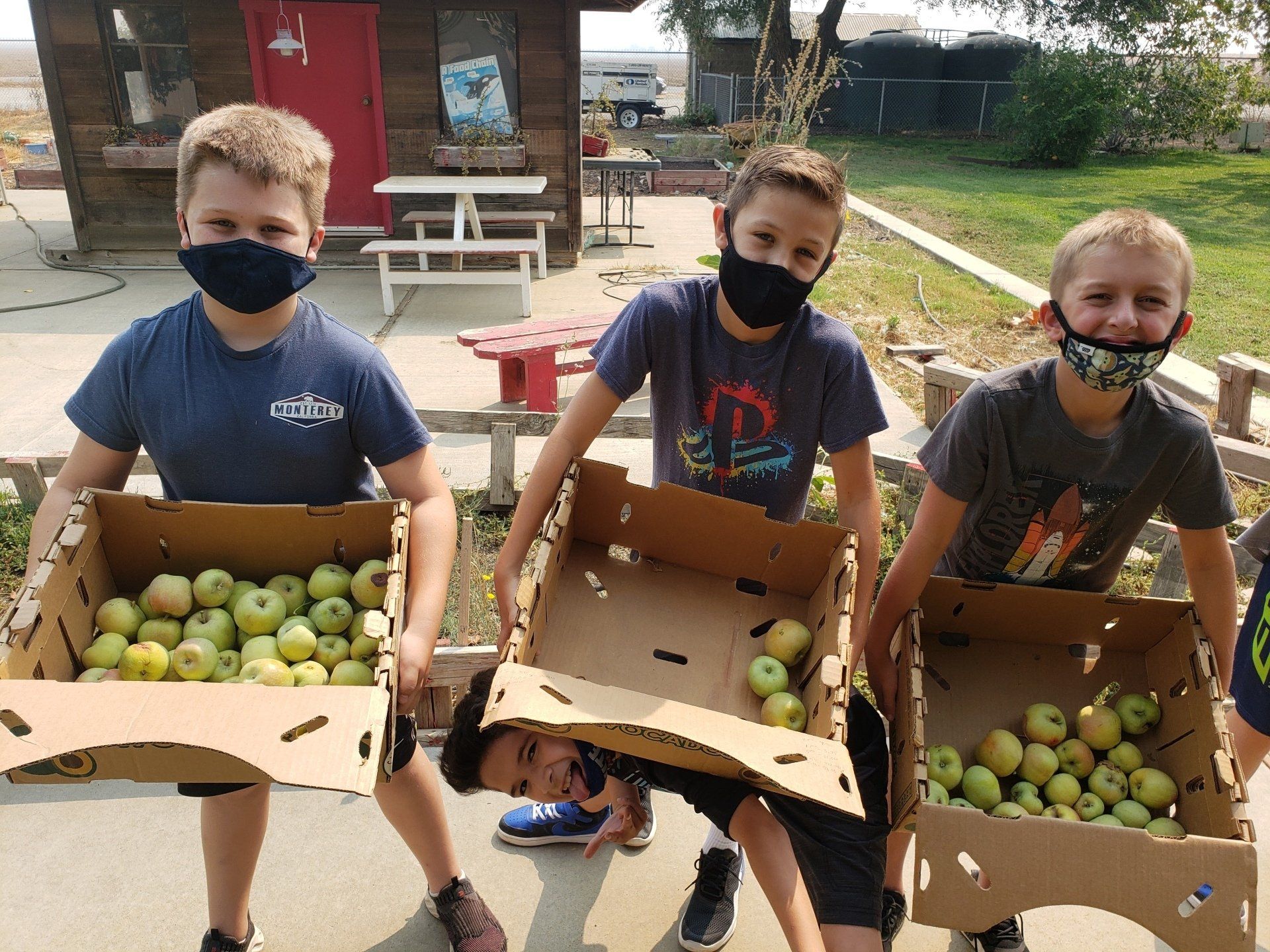 Children hold boxes of apples harvested from school garden
