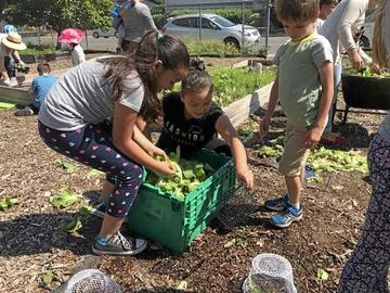 Kids Picking vegetables