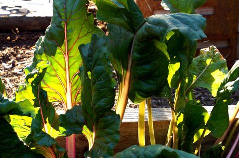 Vegetable Plants