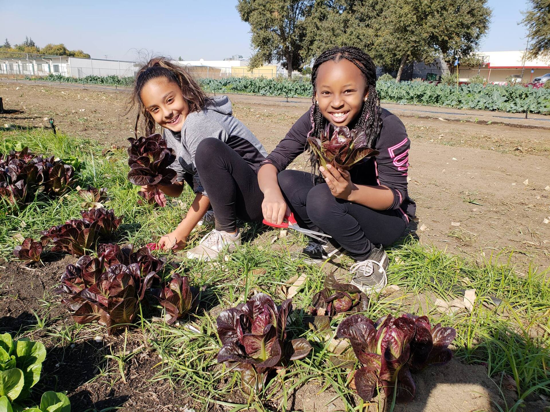 Students harvest lettuce on a farm field trip