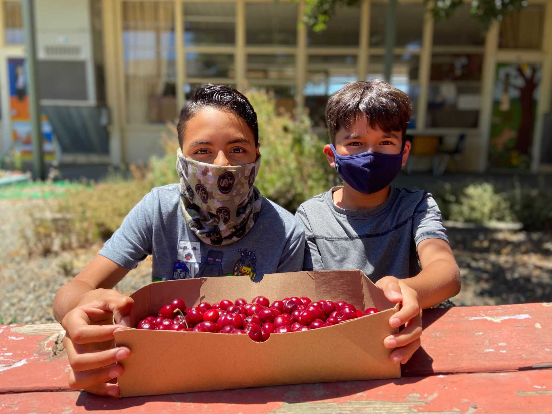 Children hold a box of cherries from the school garden