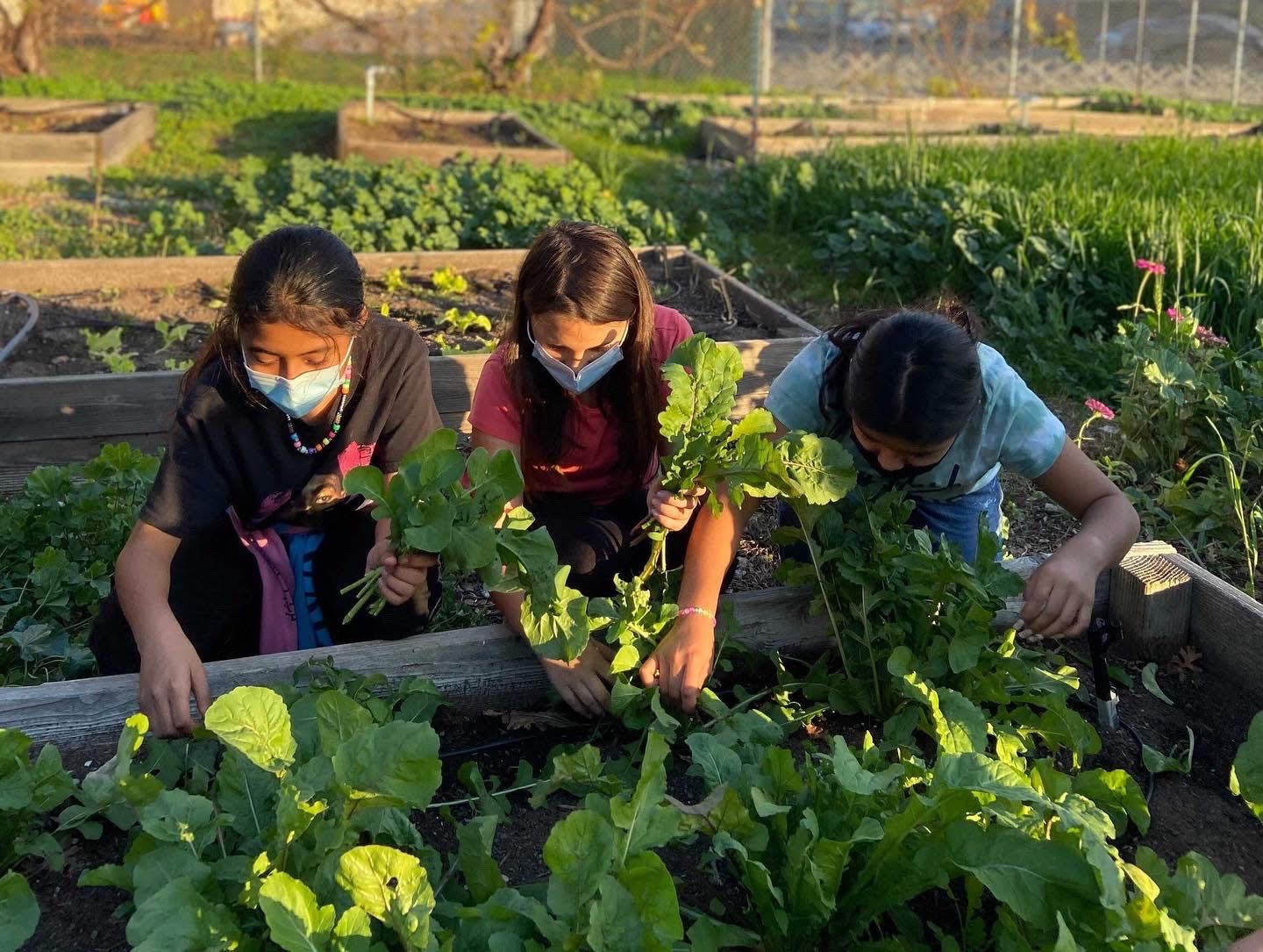 Children harvest lettuce in a school garden