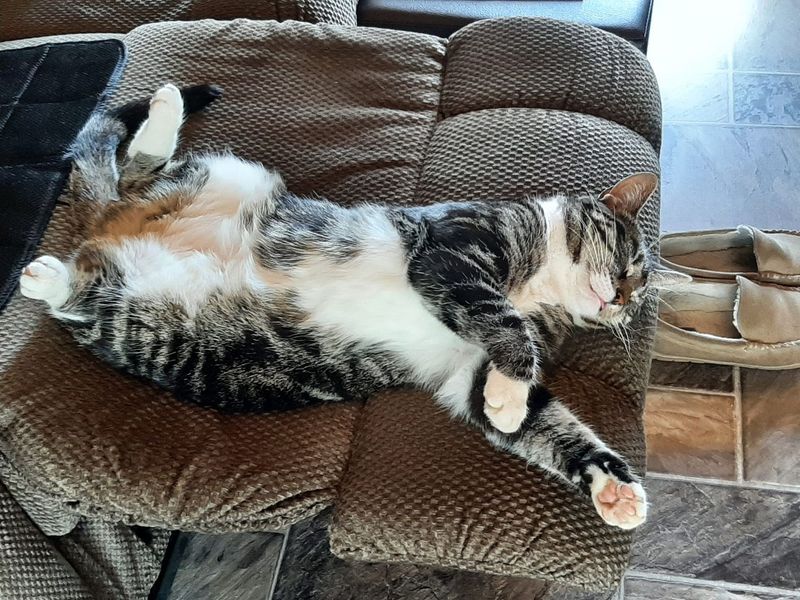A cat is laying on its back on a couch.