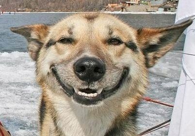A dog is smiling while sitting on a boat in the water.