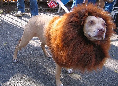 A dog with a lion mane on its head