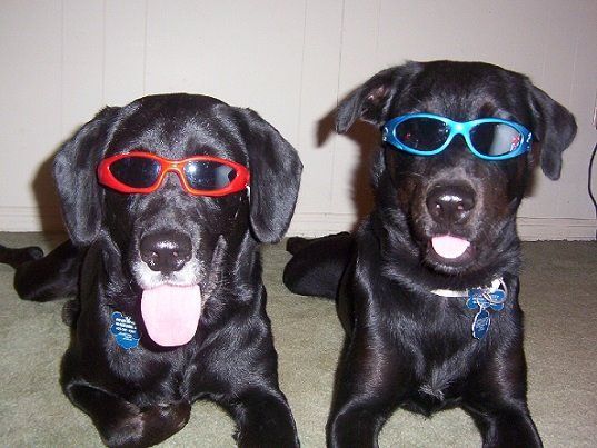 Two black dogs wearing red and blue sunglasses