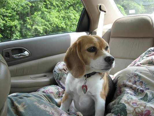 A beagle dog is sitting in the back seat of a car