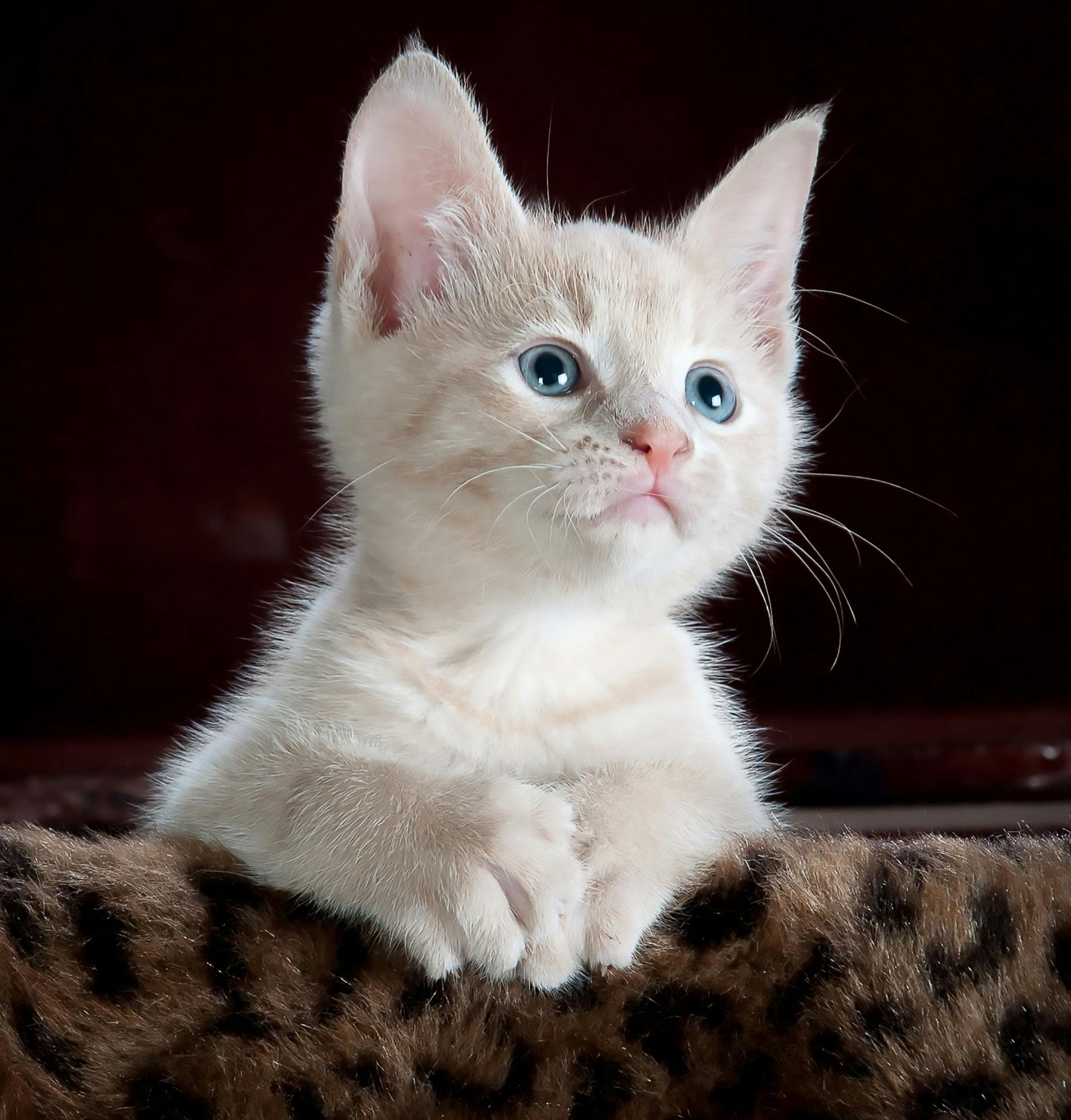 A white kitten with blue eyes is sitting on a leopard print blanket
