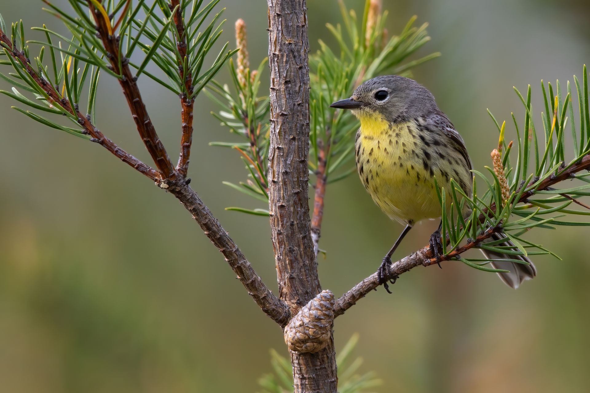 A small yellow and gray bird perched on a tree branch.