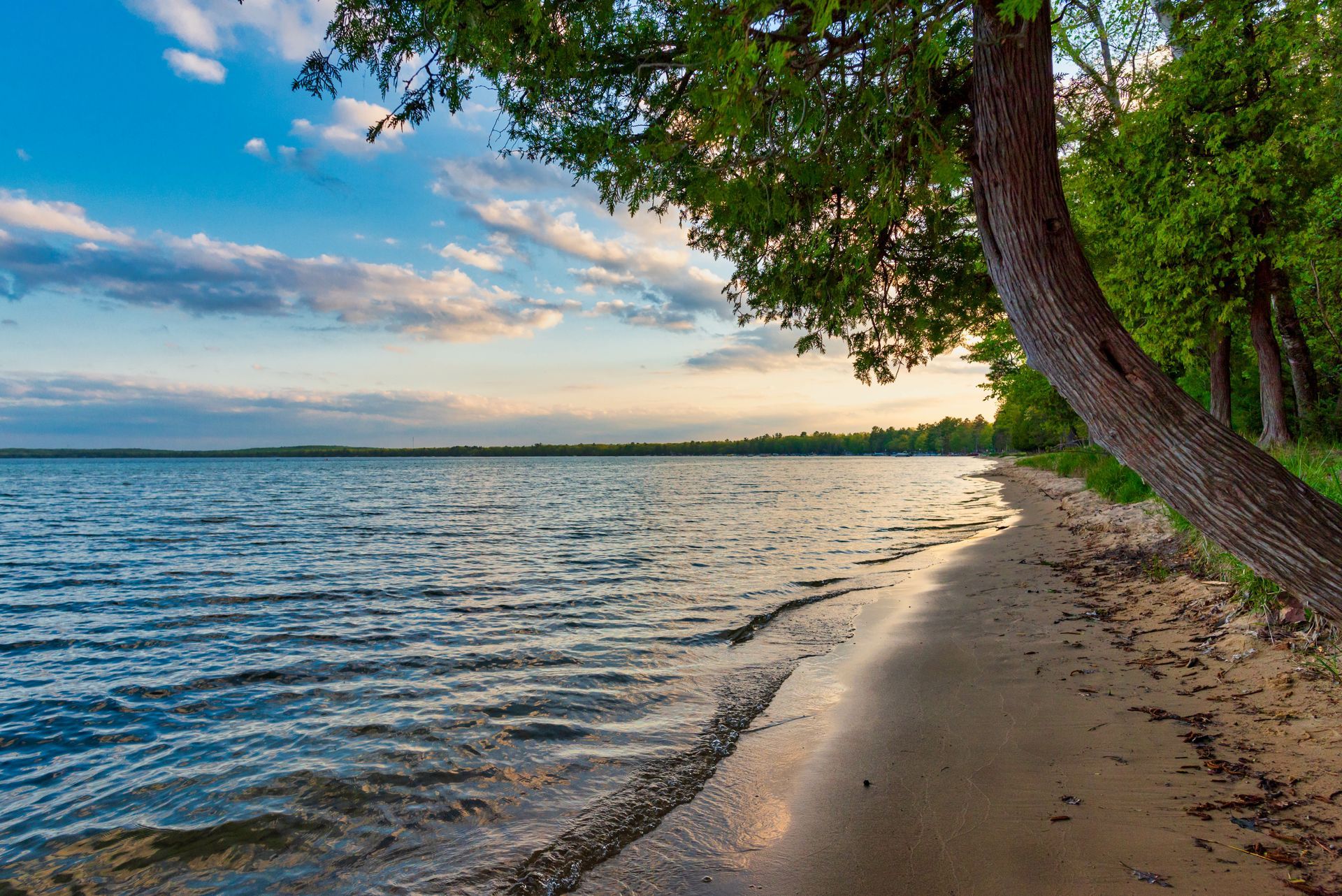 A tree is hanging over a sandy beach next to a lake.
