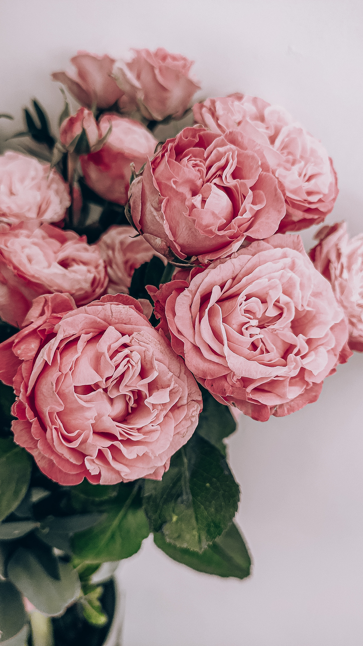 Pink roses in full bloom with green leaves against a white background.