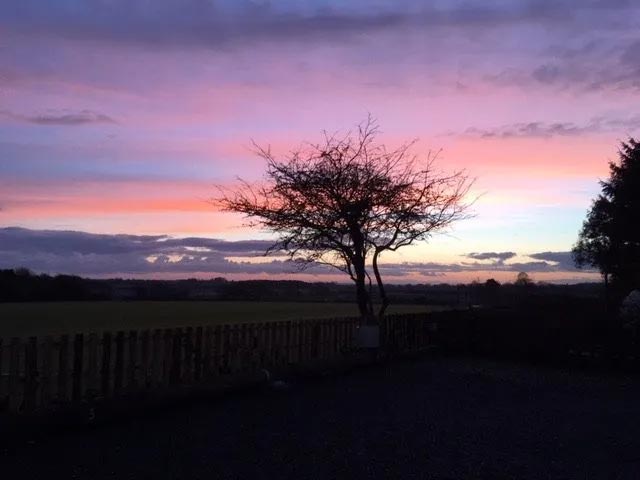 tree silhouette at sunset