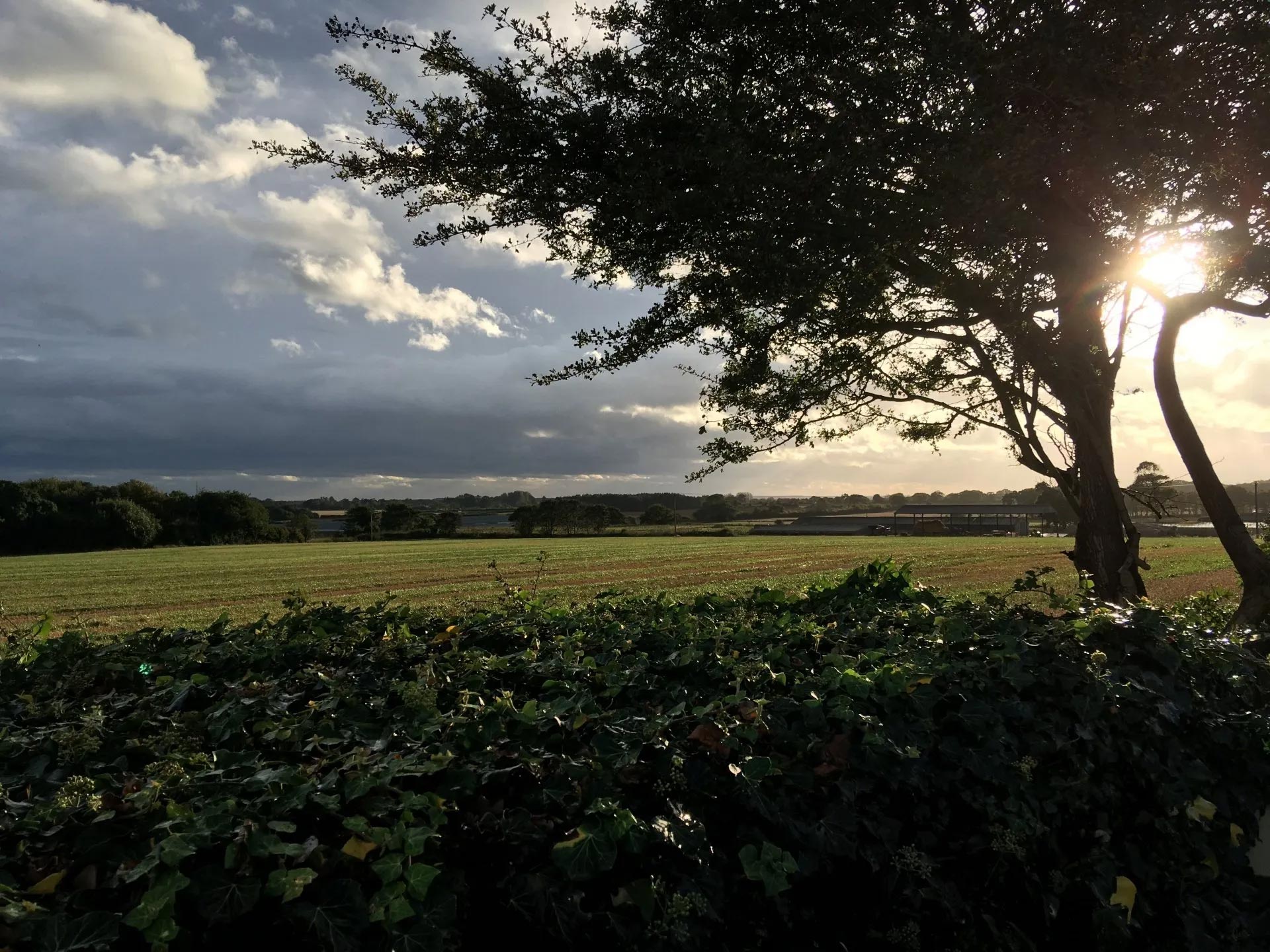 rural sunset with tree in foreground