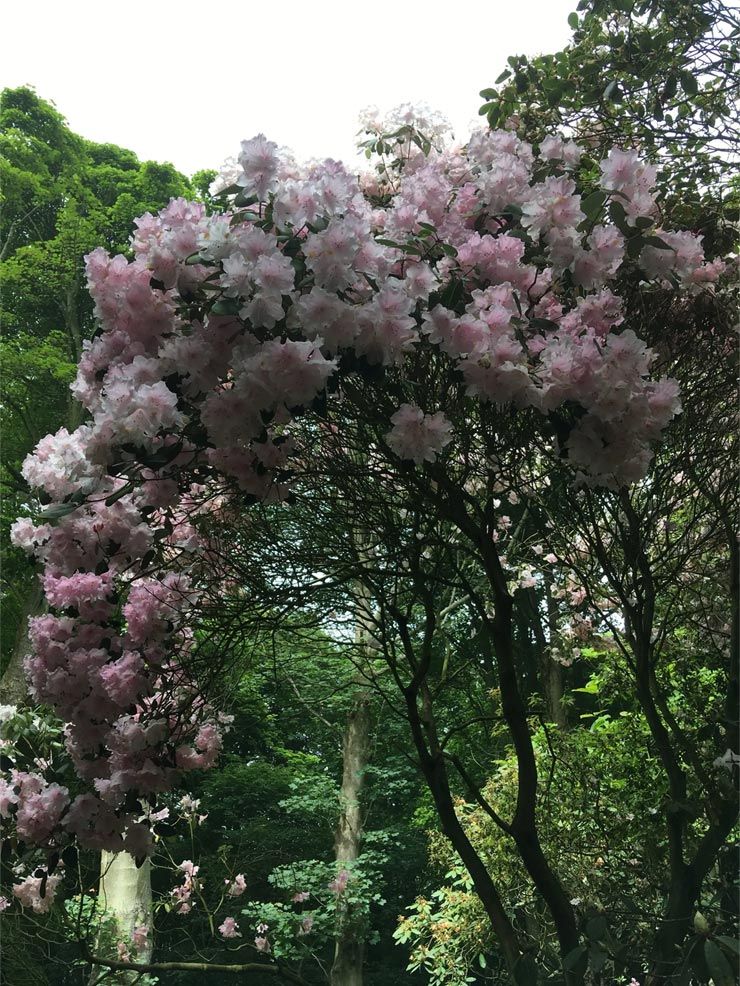 blossoming cherry tree