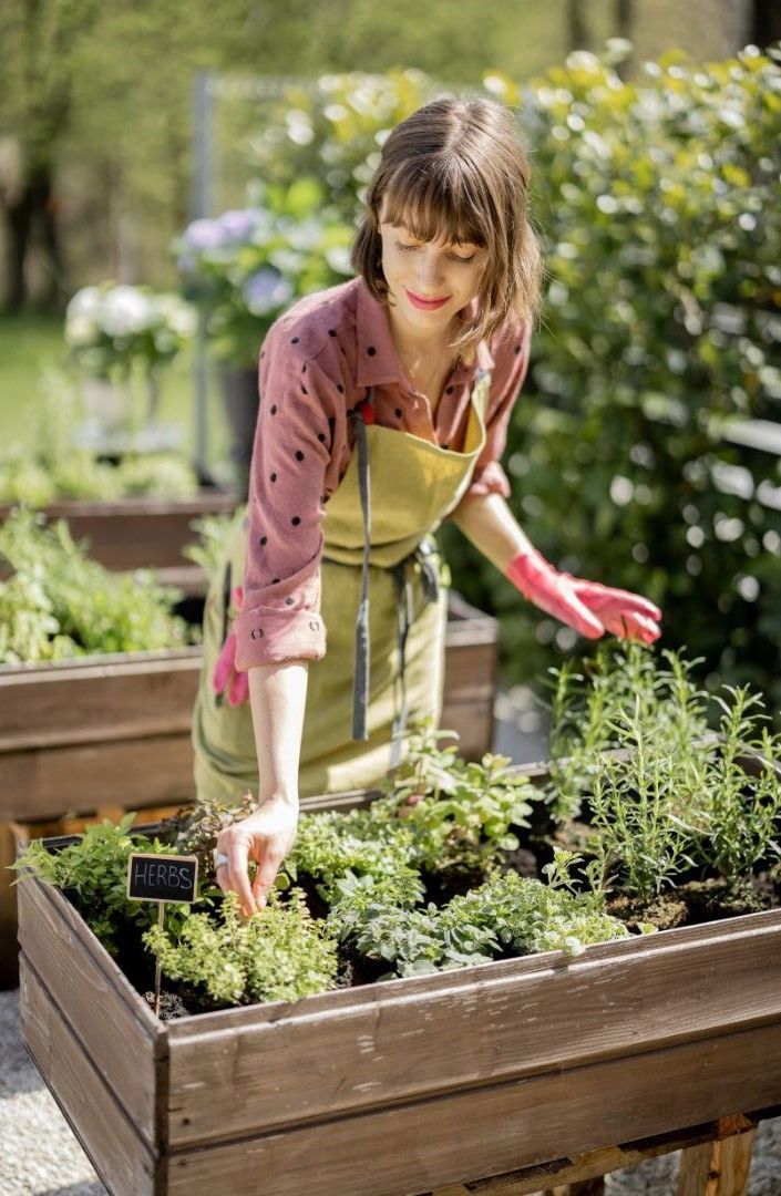 A woman is picking herbs from a wooden box in a garden.