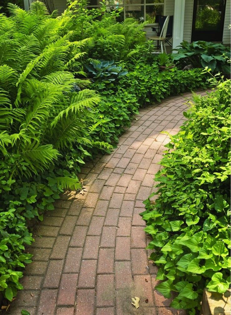 A brick walkway surrounded by ferns and other plants