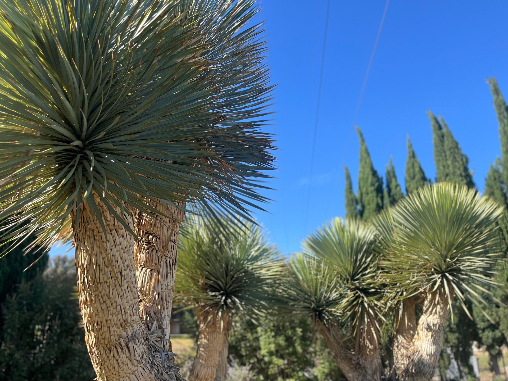 Yucca trees with spiky green leaves and brown trunks against a blue sky.
