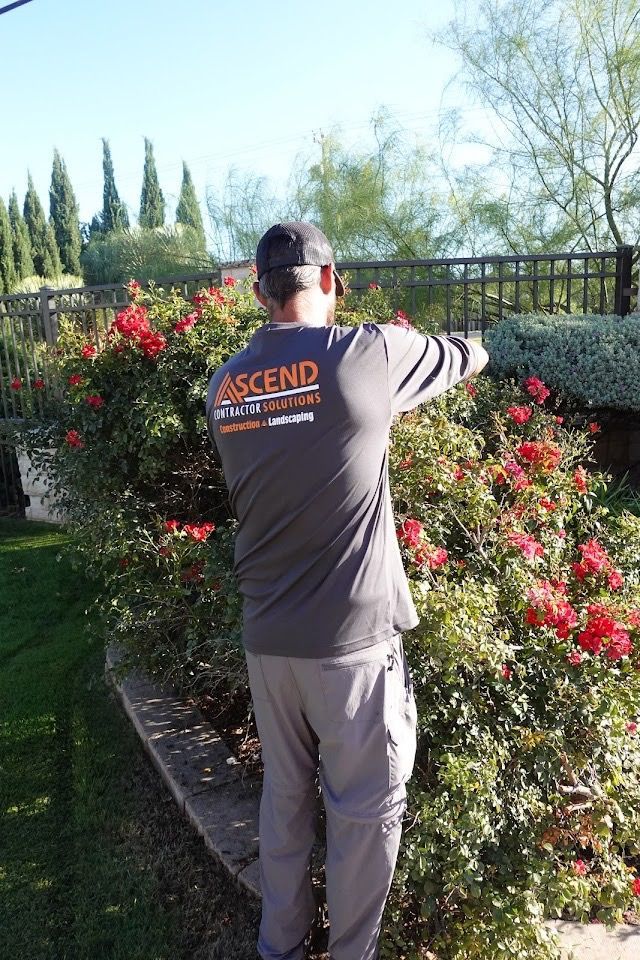 Man in gray shirt trimming a rose bush with a black fence and landscaping in the background.